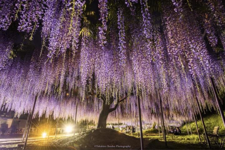 The surreal fairy scene of the world's most beautiful wisteria tree-4