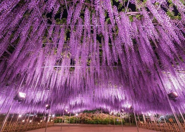 The surreal fairy scene of the most beautiful wisteria tree in the world-5