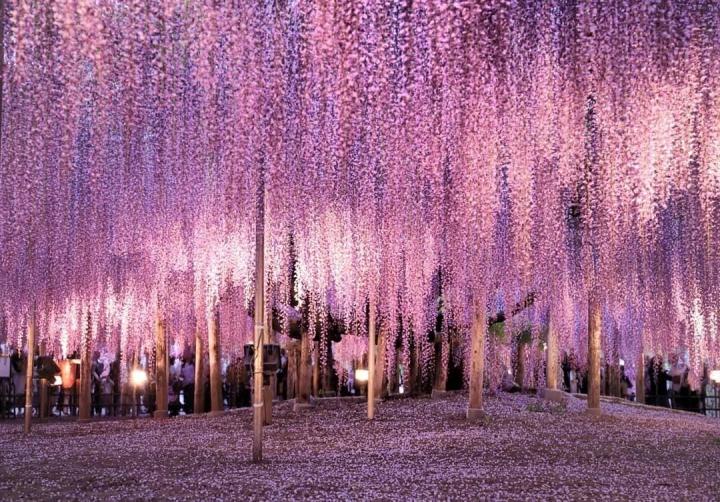 The surreal fairy scene of the world's most beautiful wisteria tree-6