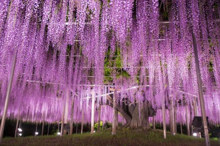 The surreal fairy scene of the most beautiful wisteria tree in the world-7