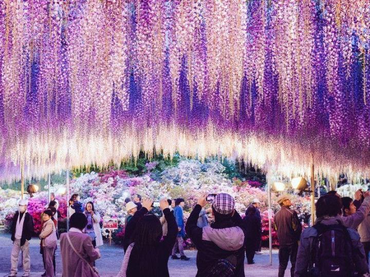 The surreal fairy scene of the most beautiful wisteria tree in the world-8