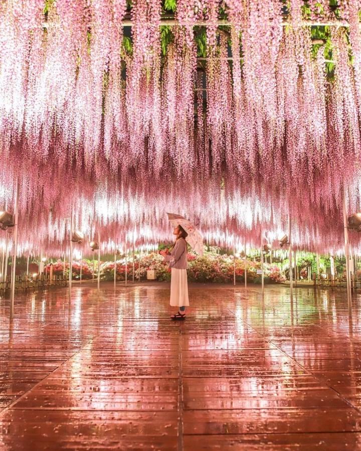 The surreal fairy scene of the world's most beautiful wisteria tree-9