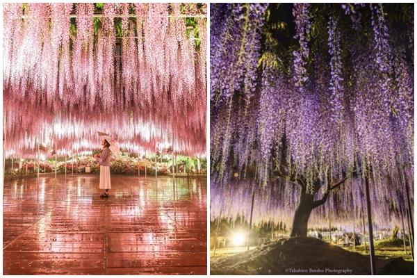 The surreal fairy scene of the most beautiful wisteria tree in the world