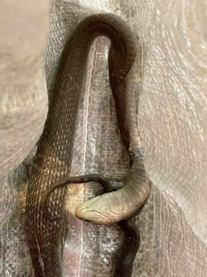 Đi vệ sinh, bé gái 3 tuổi khóc thét vi bị rắn hổ mang tấn công-3