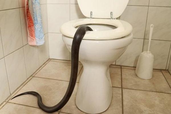 Hà Nội: Giấu bố mẹ mua rắn lục về nuôi làm thú cưng, bé trai bị rắn cắn nguy kịch-4