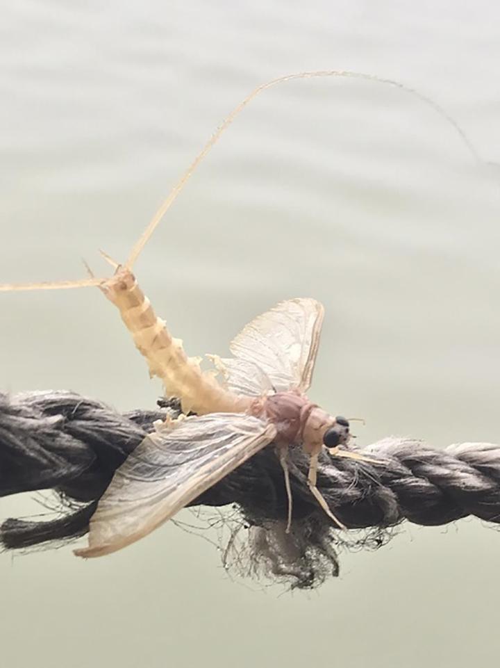 Con vật vờ ở sông Hồng: Sống vài giờ nhưng lưu danh đặc sản-1