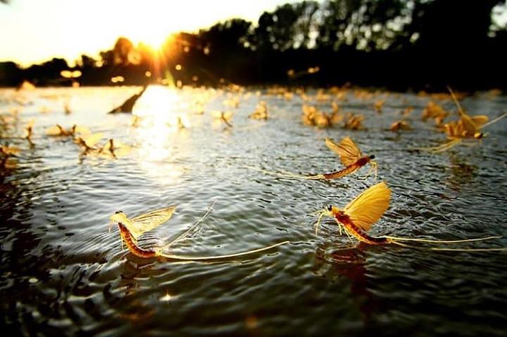 Con vật vờ ở sông Hồng: Sống vài giờ nhưng lưu danh đặc sản-3