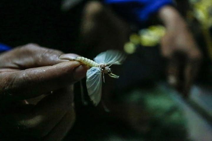 Con vật vờ ở sông Hồng: Sống vài giờ nhưng lưu danh đặc sản-4