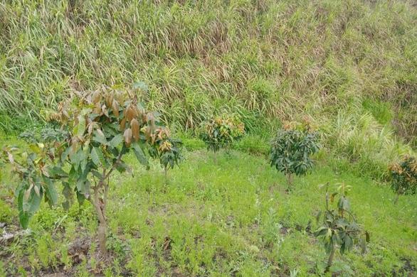 Tìm thấy thi thể nam sinh sau 1 tuần mất tích, lưng có nhiều vết đâm-1