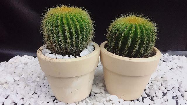 Trong nhà có quá nhiều 4 thứ này: Vợ chồng suốt ngày khắc khẩu, chỉ thấy nợ-2