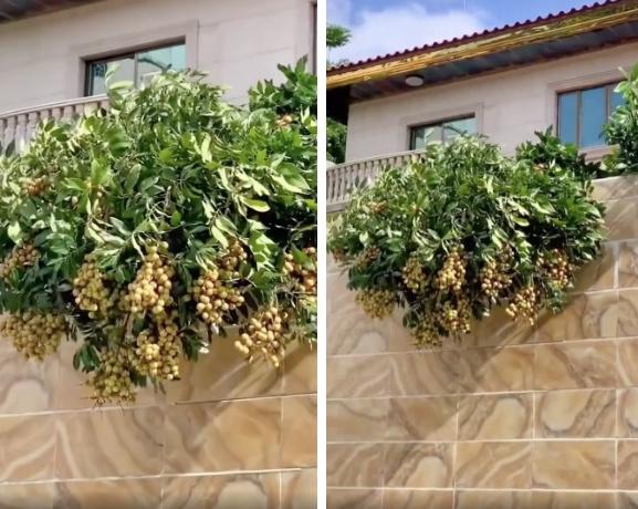 Cây nhãn sai trĩu quả mọc ngay vị trí hiểm, ai nhìn cũng tức anh ách-1