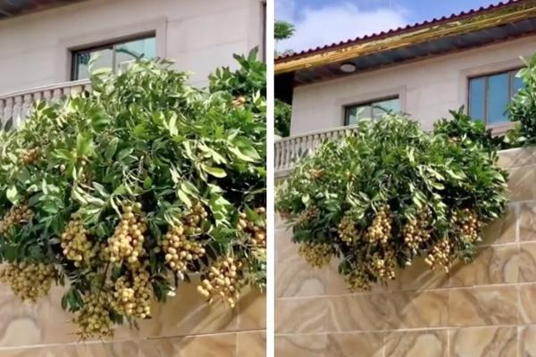 Cây hoa trà khổng lồ nở rực trời, dân mạng bỏ trăm triệu đòi mua-4