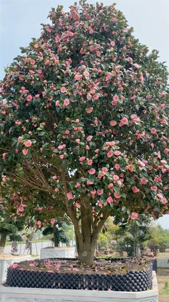 Cây hoa trà khổng lồ nở rực trời, dân mạng bỏ trăm triệu đòi mua-1