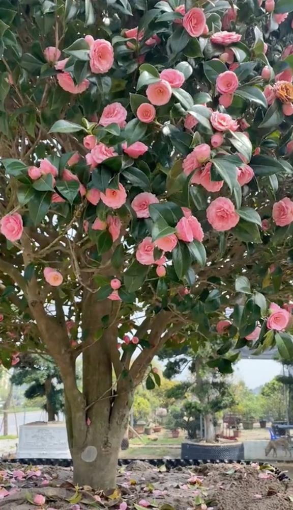 Cây hoa trà khổng lồ nở rực trời, dân mạng bỏ trăm triệu đòi mua-2