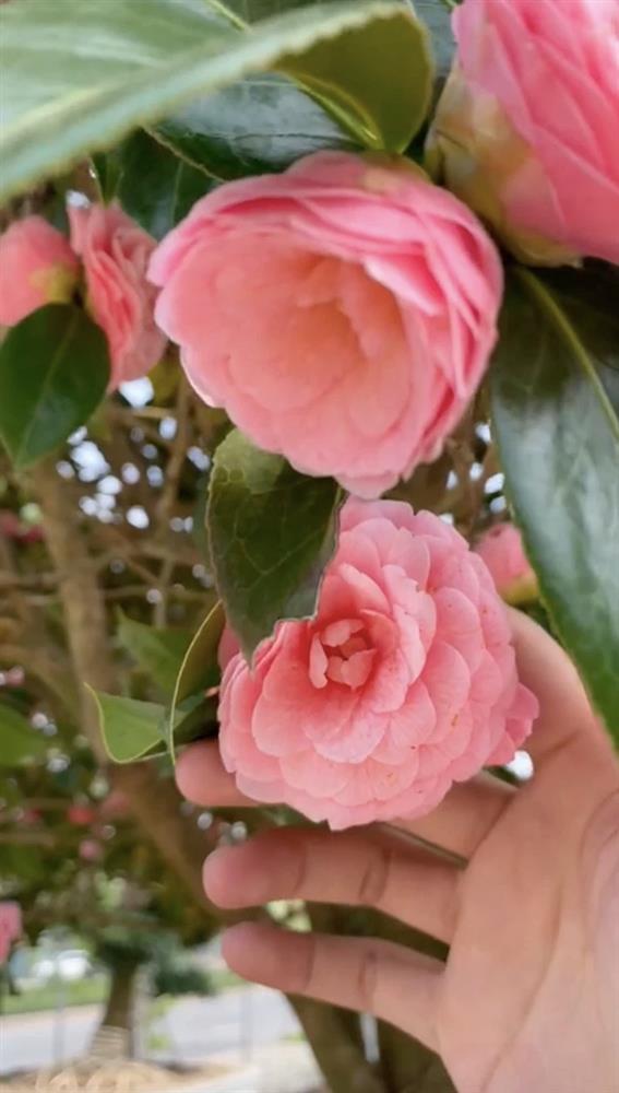 Cây hoa trà khổng lồ nở rực trời, dân mạng bỏ trăm triệu đòi mua-3