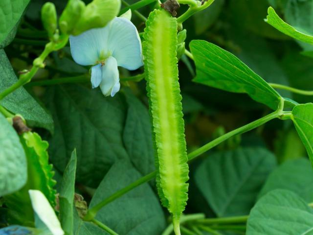 5 loại rau xanh giàu canxi hơn cả cá tôm, giá lại rẻ bán khắp chợ-2