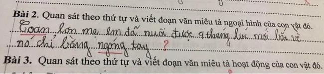 Học sinh viết câu văn miêu tả CON LỢN, cô giáo cười nhức cả đầu-1