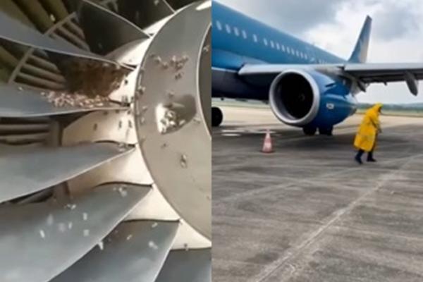 Bees cling to plane engines from Phu Quoc to Hanoi