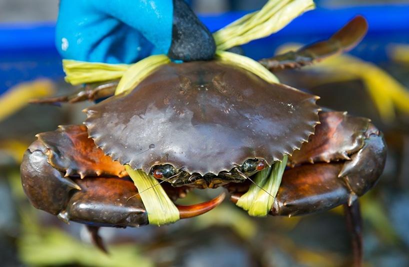 Đồng Tháp có món dồi rắn, giá đắt đỏ nhưng nhiều người phải thử ăn cho được-6