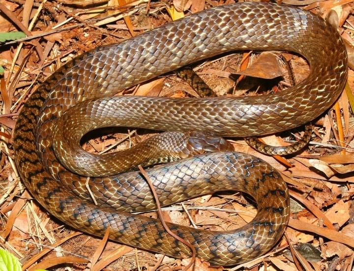 Đồng Tháp có món dồi rắn, giá đắt đỏ nhưng nhiều người phải thử ăn cho được-1