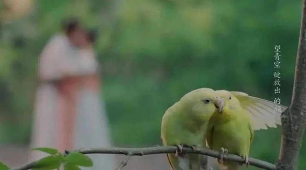 Cảnh quay lừa khán giả trên màn ảnh Trung Quốc-13