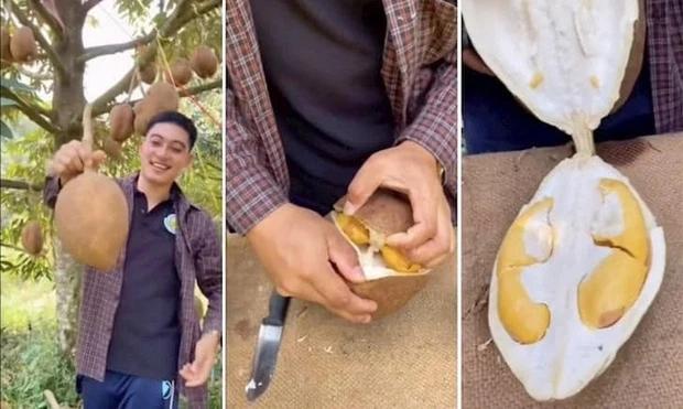 Sầu riêng không có gai: 12 năm nỗ lực của các nhà khoa học Indonesia-3