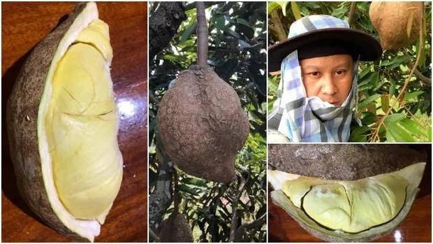 Sầu riêng không có gai: 12 năm nỗ lực của các nhà khoa học Indonesia-5