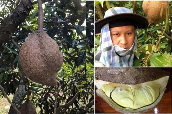 5 bí quyết chọn sầu riêng ngọt mềm, cơm dày, không sượng-4