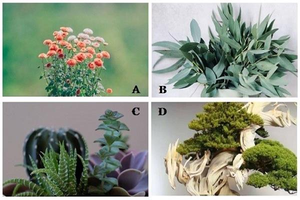 Trắc nghiệm: Bàn tay tiết lộ chân dung bạch mã hoàng tử bạn mơ ước-4