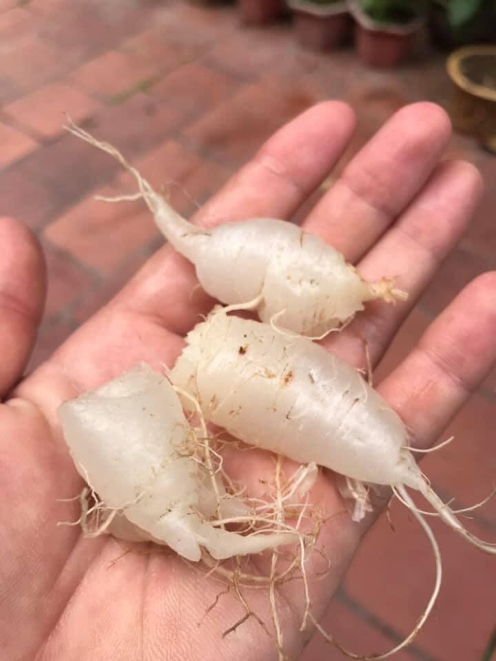 Thứ cây gắn liền tuổi thơ, nhiều người tiếc hùi hụi vì chưa từng được ăn-2