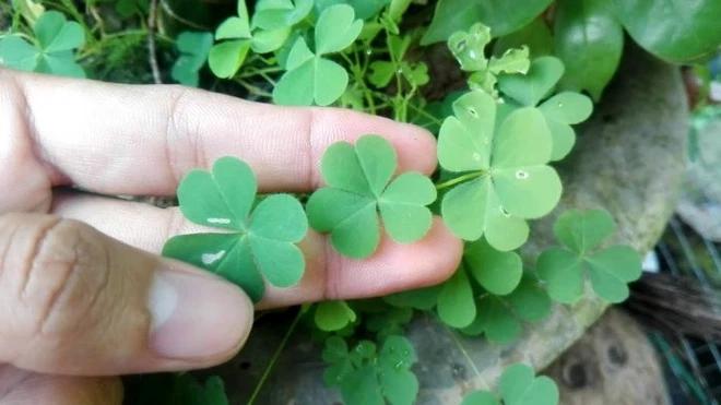 Thứ cây gắn liền tuổi thơ, nhiều người tiếc hùi hụi vì chưa từng được ăn-5