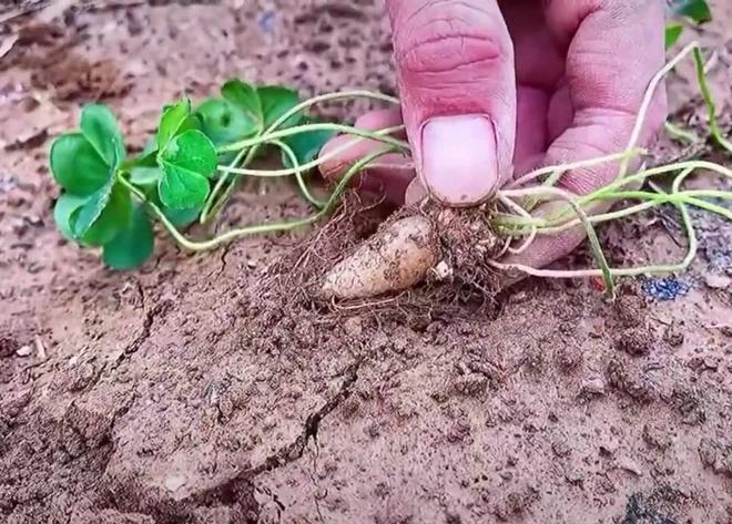 Thứ cây gắn liền tuổi thơ, nhiều người tiếc hùi hụi vì chưa từng được ăn-3