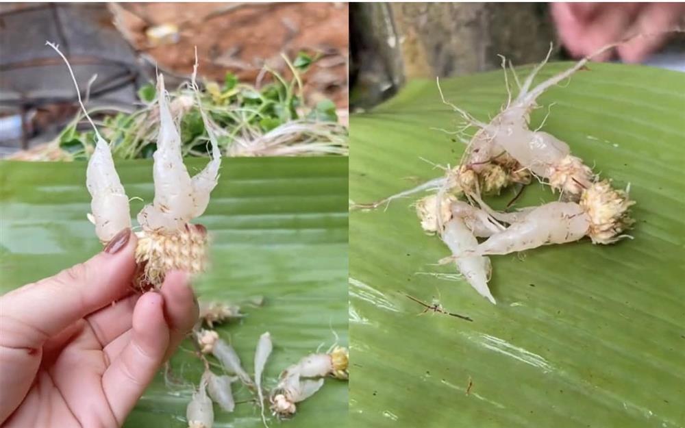 Thứ cây gắn liền tuổi thơ, nhiều người tiếc hùi hụi vì chưa từng được ăn-7