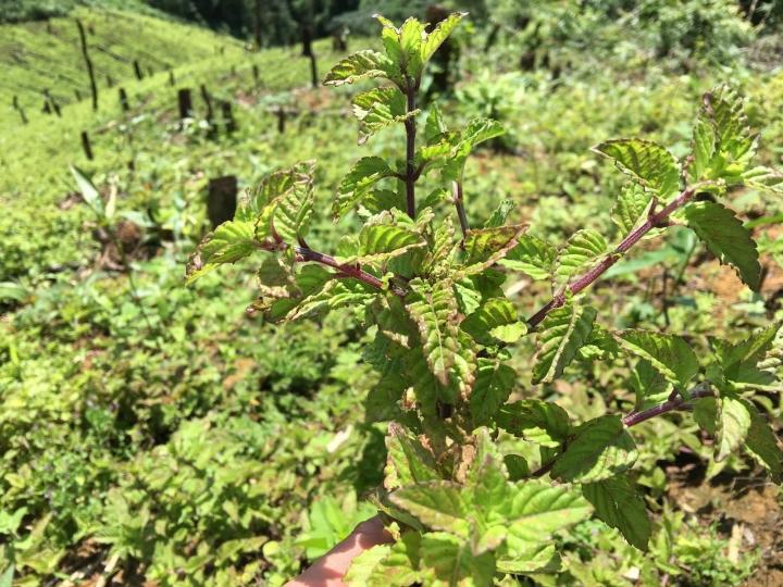 Black jelly is made from this plant, some people mistake it for a wild plant-2