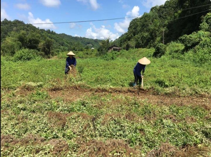 Thạch đen được làm từ loại cây này, có người còn nhầm là cây dại-3