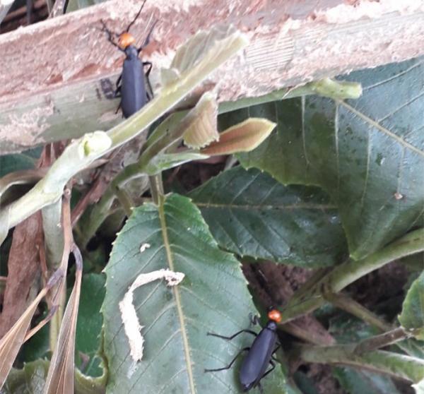 Ăn côn trùng lạ, 1 người tử vong, 2 người cấp cứu tại bệnh viện-1