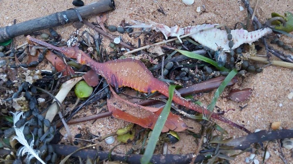 Colorful strange creatures wash up on the beach after heavy rain-1