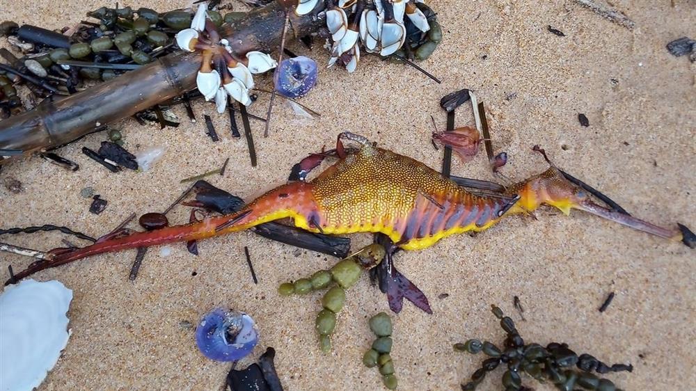 Sinh vật lạ nhiều màu sắc trôi dạt vào bãi biển sau đợt mưa lớn-2