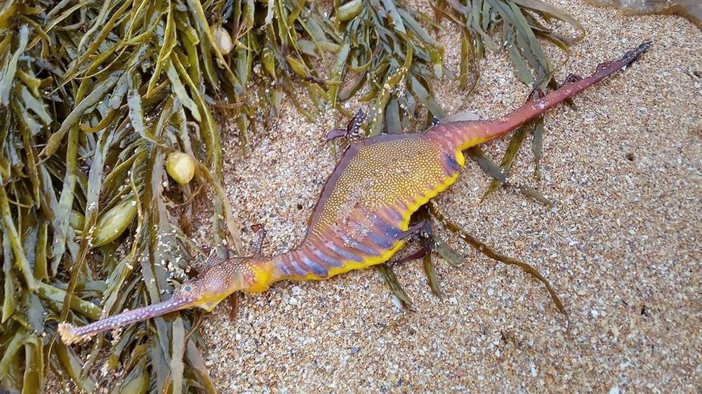 Colorful strange creatures washed up on the beach after heavy rain-3