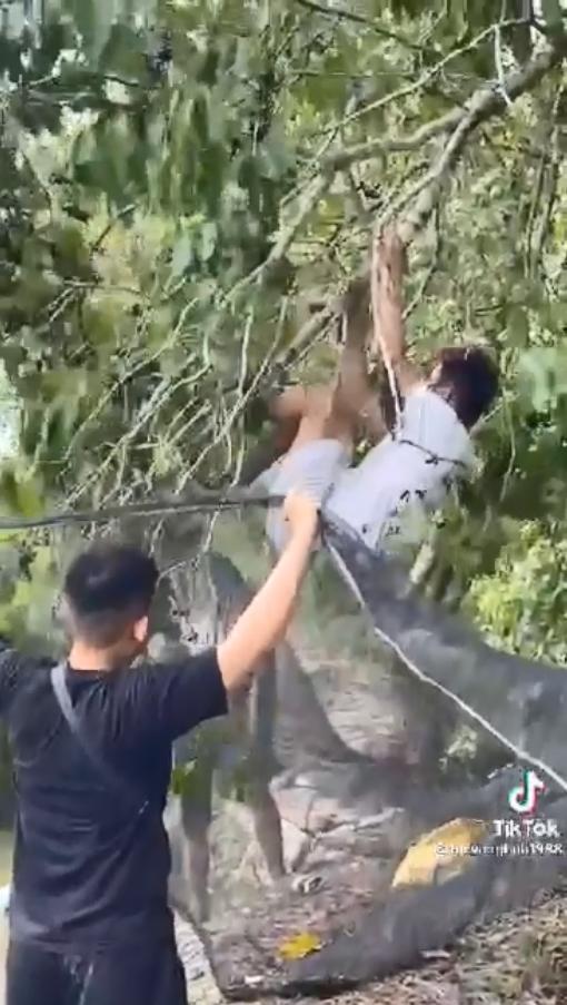 Cười không khép được miệng thanh niên hái quả kiểu cục súc-1