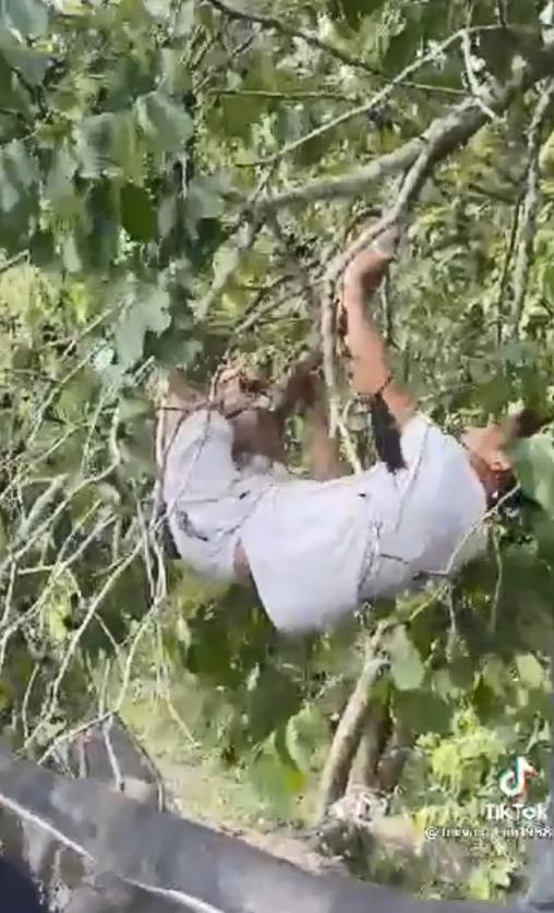 Cười không khép được miệng thanh niên hái quả kiểu cục súc-2