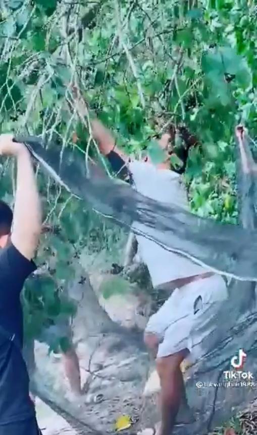 Cười không khép được miệng thanh niên hái quả kiểu cục súc-4