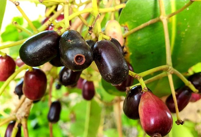 Cười không khép được miệng thanh niên hái quả kiểu cục súc-5