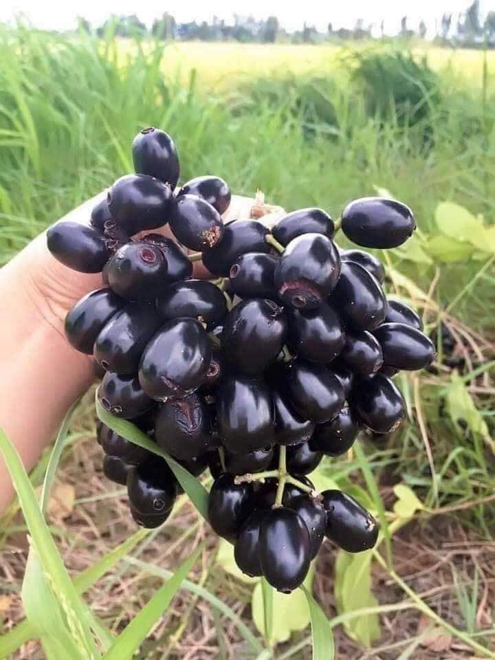 Cười không khép được miệng thanh niên hái quả kiểu cục súc-6