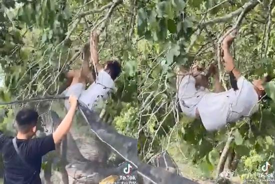 Cười không khép được miệng thanh niên hái quả kiểu 'cục súc'