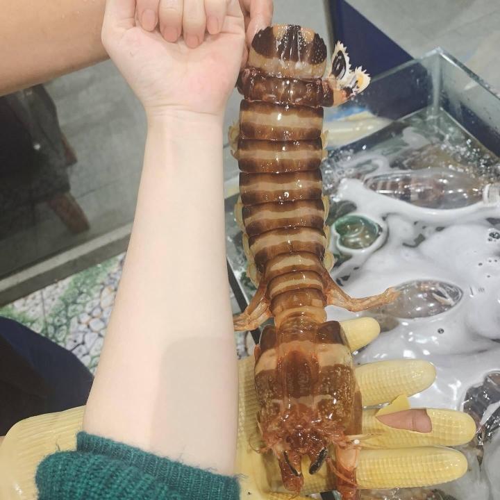 Bề bề chúa quý hiếm được giới sành ăn săn lùng-2