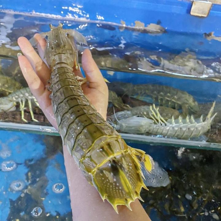 Bề bề chúa quý hiếm được giới sành ăn săn lùng-3