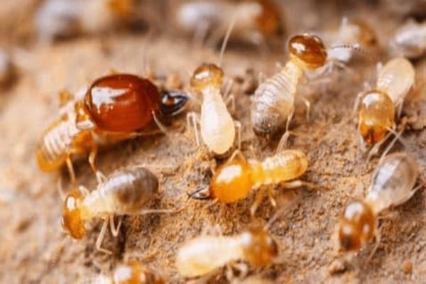 Is the house termite due to bad feng shui?