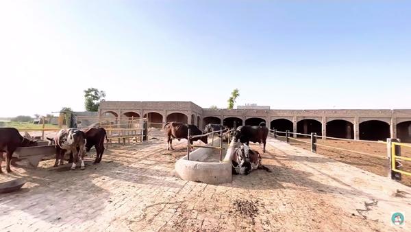 Mẹ Việt làm dâu Pakistan khoe nhà chồng 2 biệt thự, trang trại khổng lồ-3