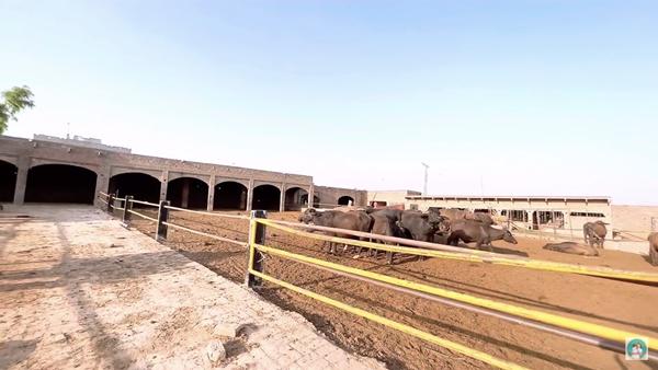 Mẹ Việt làm dâu Pakistan khoe nhà chồng 2 biệt thự, trang trại khổng lồ-4